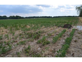 Property photo 6 - 41 +/- Acres Offered in 2 Tracts - Tillable Land & Building Site